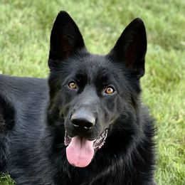 Jacco - German Shepherd