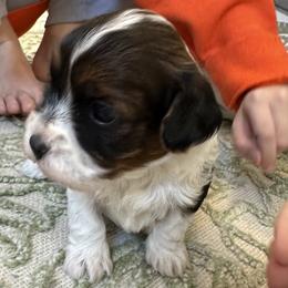 Cory - Red sable male Havapoo puppy in Bailey, North Carolina from Reining Glory Acres