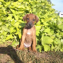 Coco - Rd whtn blk nose female Rhodesian Ridgeback puppy in Carney, Oklahoma from River Run Parson Russell terriers & River Run Ridgebacks