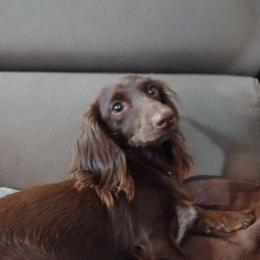 Kit Kat - Dachshund