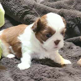 Brandy - Liver and white male Shih Tzu puppy in Parma, Idaho from SuLynnes Shih Tzus