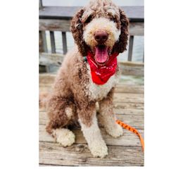 Boogie - Bernedoodle
