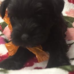 Male 1 - Black male Miniature Schnauzer puppy in Granville, Ohio from Shull Mini Schnauzers