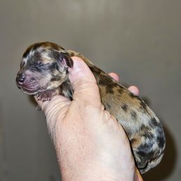 Girl 1 - Dapple female Dachshund puppy in Lansing, Michigan from Black Thunder 517 Cane Corso and Dachshunds