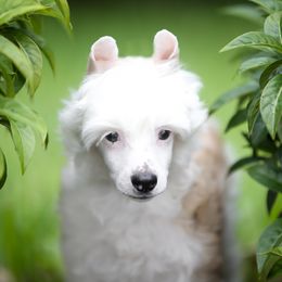 Cream Powderpuff - Cream male Chinese Crested puppy in Hollywood, Florida from Candela Chinese Cresteds