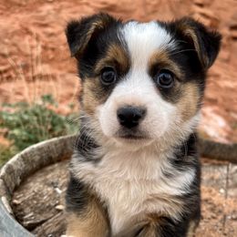 Pembroke Welsh Corgi and Toy Australian Shepherd Puppies from Double Bar H Corgis & Aussies