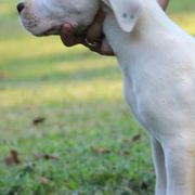American Staffordshire Terriers, Dogo Argentinos, and Lagotti Romagnoli from Explicit Kennel
