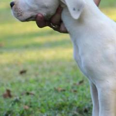 American Staffordshire Terriers, Dogo Argentinos, and Lagotti Romagnoli from Explicit Kennel
