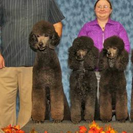 Poodles from WindSwept Poodles