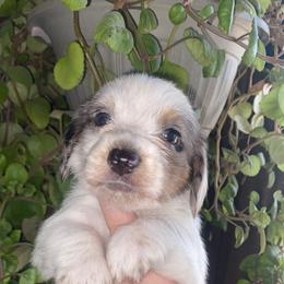 Dachshund Puppies from LPS weenies