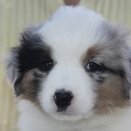Miniature American Shepherd Puppies from Gottabe Miniature American Shepherds
