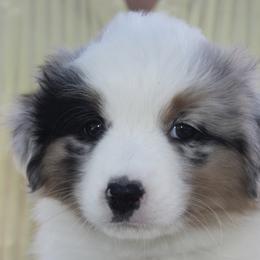 Miniature American Shepherd Puppies from Gottabe Miniature American Shepherds