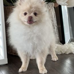 Boy 3 - Cream Pomeranian puppy in Abilene, Texas from Blessedpoms