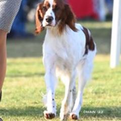Irish Red and White Setters from Pheasant Run Irish Red and White Setter