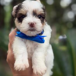 Cotton - Chocolate, tan and white male Yorkshire Terrier puppy in Tangipahoa County, Louisiana from Riche’ Louisiana Yorkies