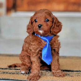 Blue - Red male Cavapoo puppy in Pleasant Grove, Utah from Doodlydoo Doodles