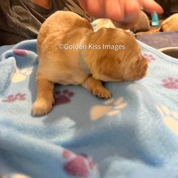 Golden Retriever Puppies from Golden Kiss Retrievers