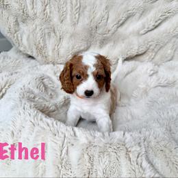 Ethel - Blenheim female Cavapoo puppy in Calumet, Oklahoma from H&H Cavapoos
