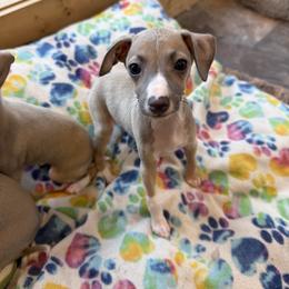 Happy - Blue fawn male Italian Greyhound puppy in North Carolina from Celtic Sighthounds