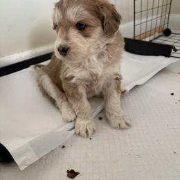 Ange - Merle male Pomsky puppy in Harrington, Delaware from Nini Sunflowers