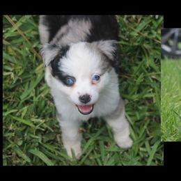 Miniature Australian Shepherd and Toy Australian Shepherd Puppies from TK Mini Aussies