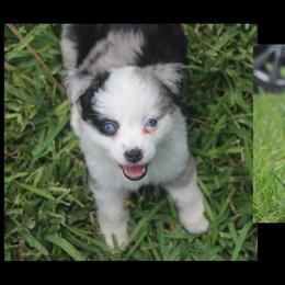 Miniature Australian Shepherd and Toy Australian Shepherd Puppies from TK Mini Aussies