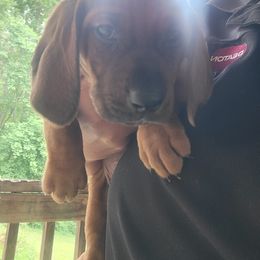 Redbone Coonhound Puppies from Silver Creek Redbones