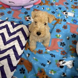 Airedale Terrier, Lakeland Terrier, and Norfolk Terrier Puppies from Hi-Kel Terrydale Lakeland Terriers and Terrydale HK Airedales & Norfolk Terriers