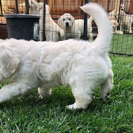 Golden Retriever Puppies from West Coast Cream Goldens