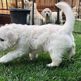 Golden Retriever Puppies from West Coast Cream Goldens