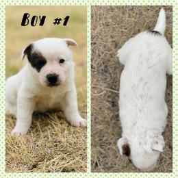 Boy - Red mottled male Australian Cattle Dog puppy in Prague, Oklahoma from S&B Cattle Co.