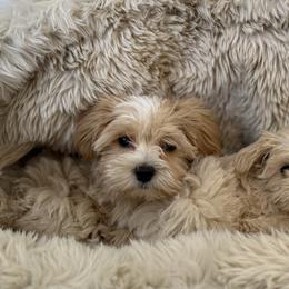 Maltipoos from Pepper Patch Puppies