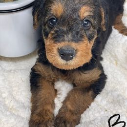 Airedale Terrier, Lakeland Terrier, and Welsh Terrier Puppies from Anne's Pups