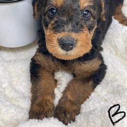 Airedale Terrier, Lakeland Terrier, and Welsh Terrier Puppies from Anne's Pups