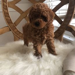 Pekingese and Poodle Puppies from Dogs lovers