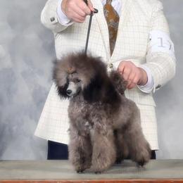Cholula - Poodle