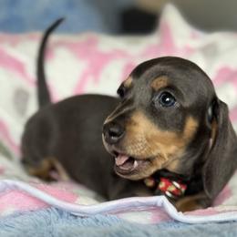 AKC - Nova De Blue - Blue and tan female Dachshund puppy in Bakersfield, California from De Blue Dachshunds