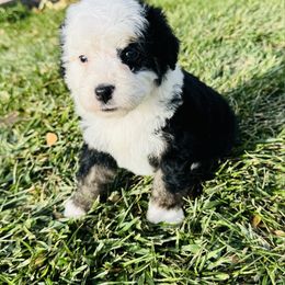 Spot - Tri-color male Bernedoodle puppy in Saint Francis, Kansas from Land of Oz Doodles