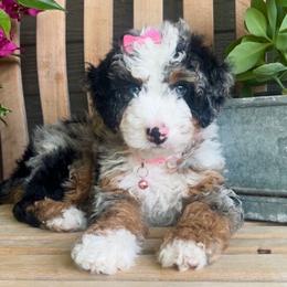 Blu - Bernedoodle