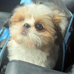 Kyrie - Gold and white male Shih Tzu puppy in Gilbert, Arizona from 🌗 New Moon Shih Tzu 🌗