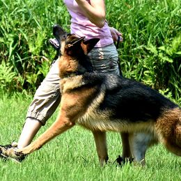 Ziva - German Shepherd