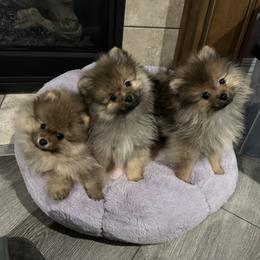 Pomeranian Puppies from Lori’s Precious Poms