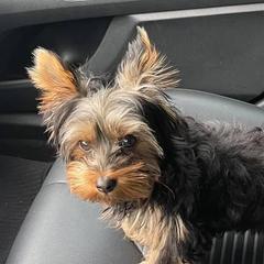 Bailey - Yorkshire Terrier