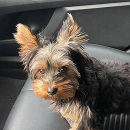 Bailey - Yorkshire Terrier