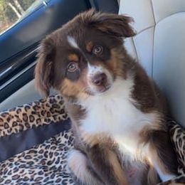 Annie - Toy Australian Shepherd