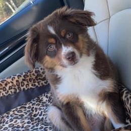 Annie - Toy Australian Shepherd