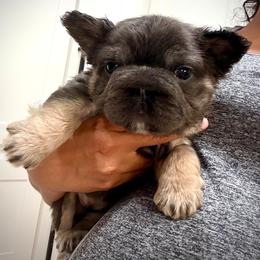 Diva - Tricolors female French Bulldog puppy in San Diego, California from Hlop Frenchies LLC