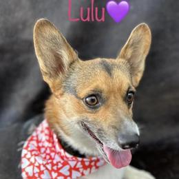 Lou Lou - Pembroke Welsh Corgi