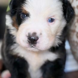Dodger - Tri-color male Bernese Mountain Dog puppy in Yuciapa, California from AlltheDoodlez_