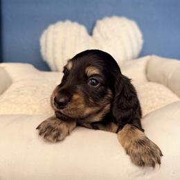 Latte - Black and cream male Dachshund puppy in California from Wooofyland LLC